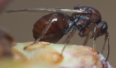 Callirhytis elliptica