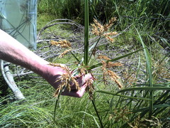 Cyperus fastigiatus