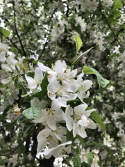Malus
