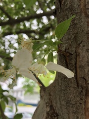 Malus
