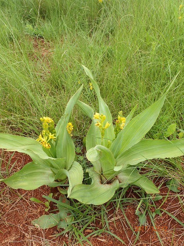 Broad-leaved hypoxis (Hypoxis colchicifolia)