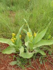 Hypoxis colchicifolia