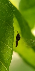 Acentrella