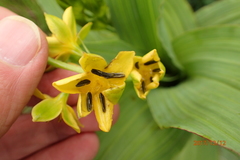 Hypoxis colchicifolia