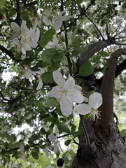 Malus