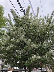 Malus
