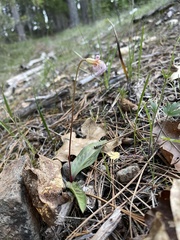 Erythronium howellii