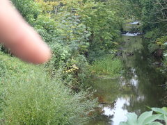 Hedychium flavescens