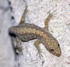 Gonatodes albogularis