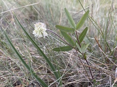 Trifolium eriocephalum