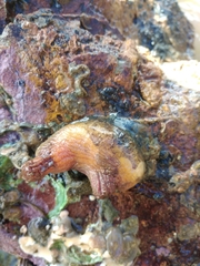 Cnemidocarpa bicornuta