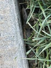 Elgaria multicarinata