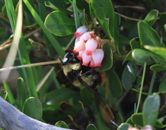 Criorhina