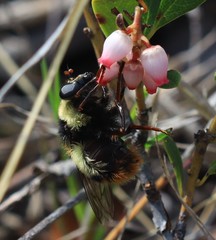 Criorhina
