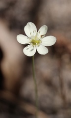 Hesperomecon linearis