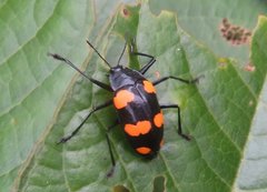 Scaphidomorphus bosci