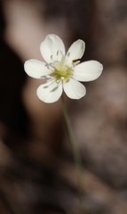 Hesperomecon linearis