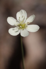 Hesperomecon linearis