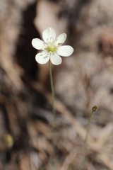 Hesperomecon linearis