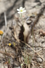 Hesperomecon linearis