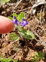 Scutellaria tuberosa