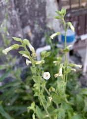Nicotiana obtusifolia
