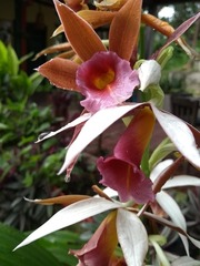 Phaius