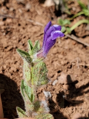 Scutellaria tuberosa