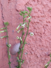 Nicotiana obtusifolia