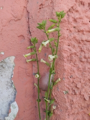 Nicotiana obtusifolia