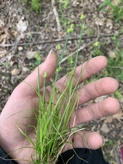 Carex leavenworthii