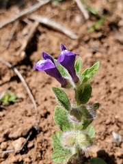Scutellaria tuberosa