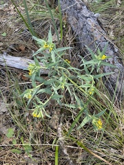 Lithospermum californicum