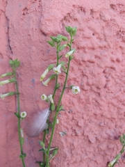 Nicotiana obtusifolia