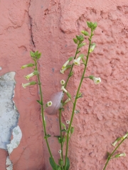 Nicotiana obtusifolia