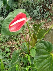 Anthurium andraeanum