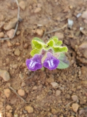 Scutellaria tuberosa