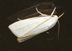 Cryptophasa flavolineata