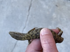 Elgaria multicarinata