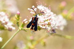Synanthedon polygoni