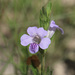 Twinflowers and Snakeherbs - Photo (c) Lois Posey, some rights reserved (CC BY-NC), uploaded by Lois Posey