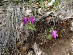 Pinguicula oblongiloba