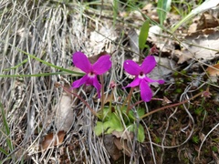 Pinguicula oblongiloba
