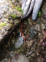 Tubulanus