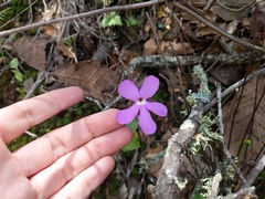 Pinguicula oblongiloba