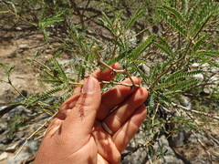 Prosopis articulata