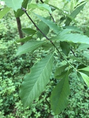 Sideroxylon lycioides