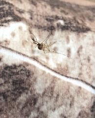 Ochlerotatus