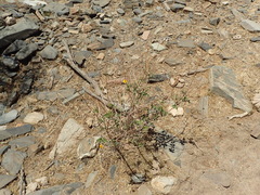 Bahiopsis triangularis