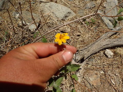 Bahiopsis triangularis